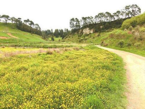 Miilook迷路／紐西蘭｜匆匆北島：哈比村、藍泉、螢火蟲洞 - 早安台灣新聞 | Morning Taiwan News