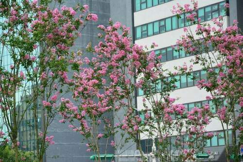 夏日美景就在你我身旁 大安森林公園盡是紫紅金黃 - 早安台灣新聞 | Morning Taiwan News