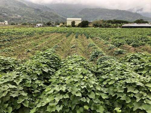 避免產量降低 用這招可以讓龍鬚菜涼一「夏」 - 早安台灣新聞 | Morning Taiwan News