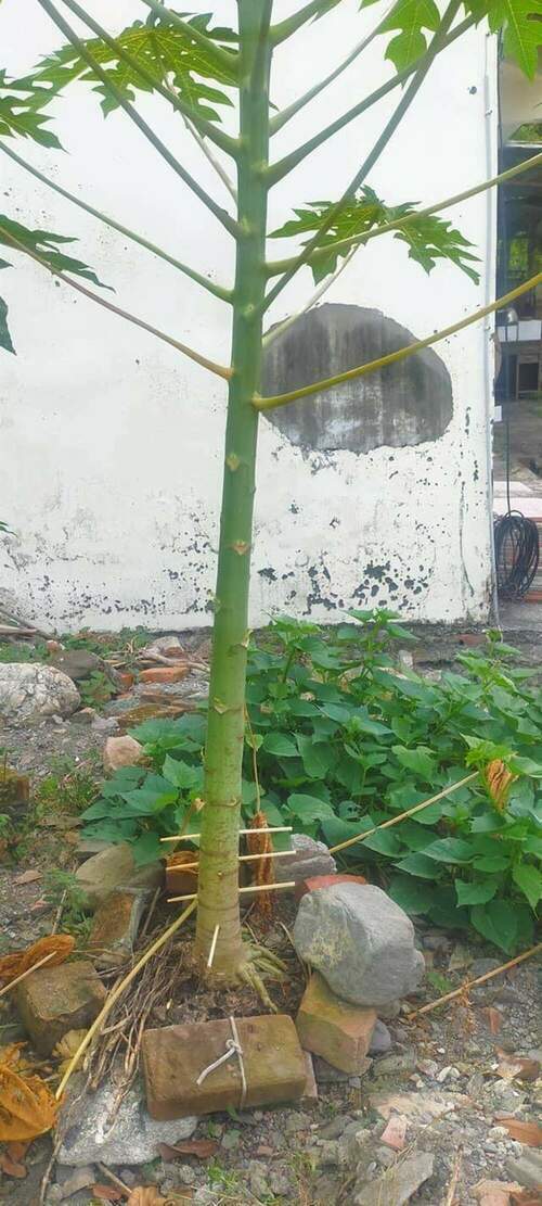 竹筷刺穿木瓜樹施邪術!? 專家解惑:老一輩傳下來的種植智慧 - 台北郵報 | The Taipei Post 竹筷刺穿木瓜樹施邪術!? 專家解惑:老一輩傳下來的種植智慧 - 台北郵報 | The Taipei Post