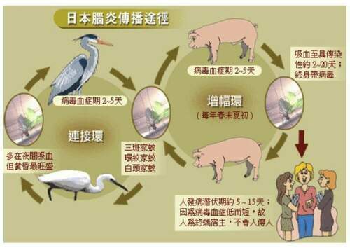 國內再增4例日本腦炎病例 籲請民眾出入高風險環境加強防蚊 按時帶幼兒接種疫苗 - 早安台灣新聞 | Morning Taiwan News