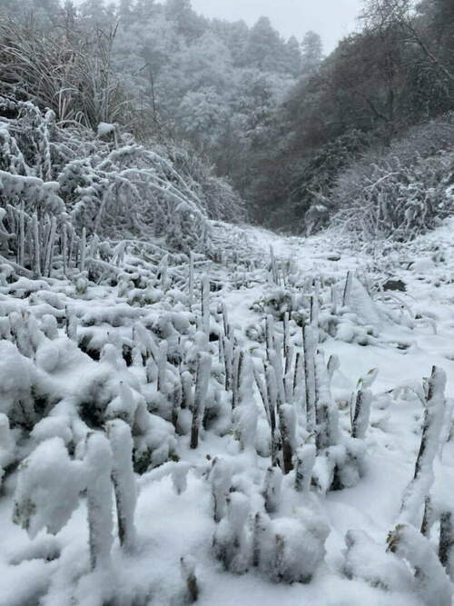 思源啞口降白雪 民眾上山野營賞雪直呼賺到 - 早安台灣新聞 | Morning Taiwan News