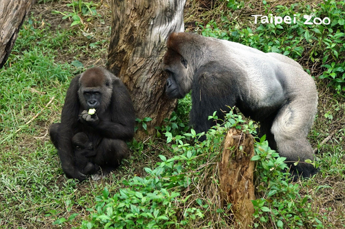 耍特技變明星 金剛猩猩寶寶「Jabali」累積高人氣 - 早安台灣新聞 | Morning Taiwan News