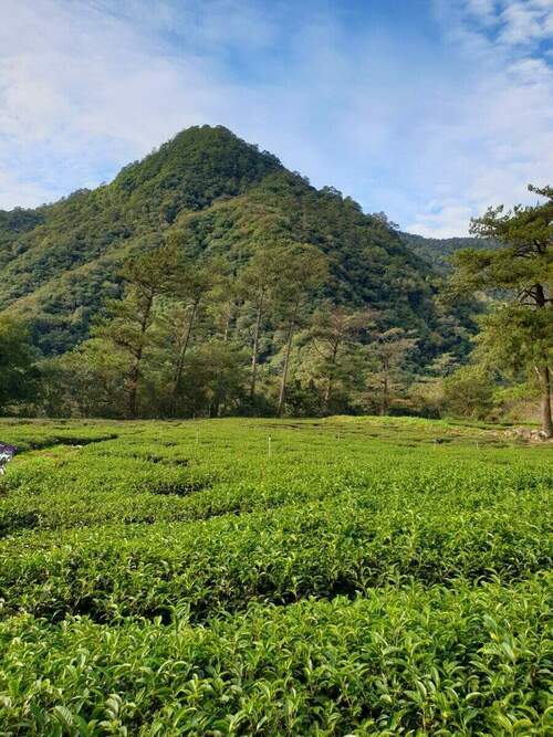 與自然協同合作 生態茶園奪茶賽雙大獎 - 台北郵報 | The Taipei Post