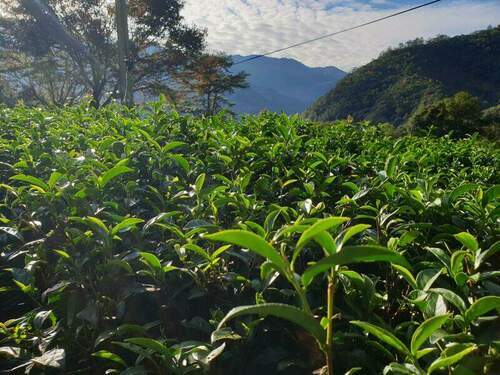 與自然協同合作 生態茶園奪茶賽雙大獎 - 台北郵報 | The Taipei Post