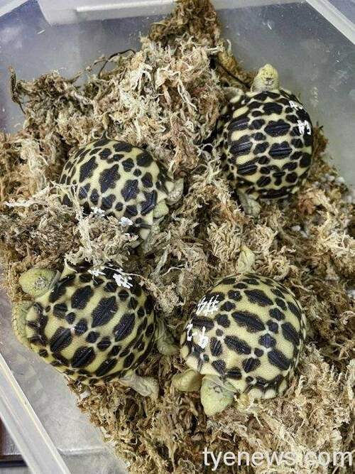 保育員模擬野外環境條件，將緬甸星龜的卵放入低溫環境進行刺激，就能提高緬甸星龜的 scaled