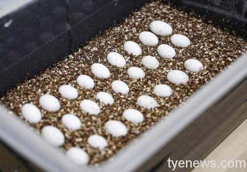 七彩變色龍的卵在氣候溫暖食物相對豐富的環境中才孵化，來確保子代能有更佳的機會存