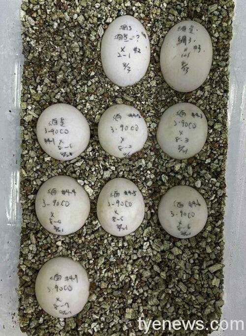 緬甸星龜會利用發育停滯滯育的方式，讓產下的卵能在氣候溫暖食物相對豐富的環境中才 scaled