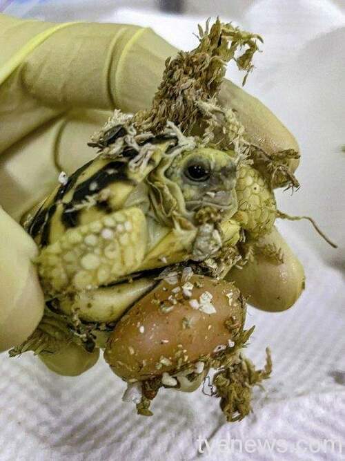 緬甸星龜為了避免10月雨季末期就產下的卵，在氣候轉涼且食物相對稀少的乾冷季節裡孵化 scaled
