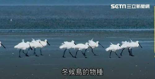 珍稀小燕鷗在高雄「永安濕地」定居！台電科學化經營管理濕地-讓候鳥愛上台灣不走了
