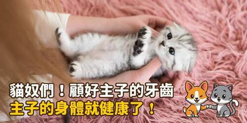 貓奴們！顧好主子的牙齒他的身體就健康了