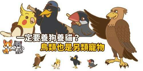 一定要養狗養貓？鳥類也是另類寵物