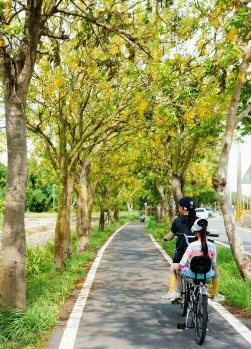 嘉義阿勃勒盛開浪漫一夏 季節限定黃金花雨 - 台北郵報 | The Taipei Post