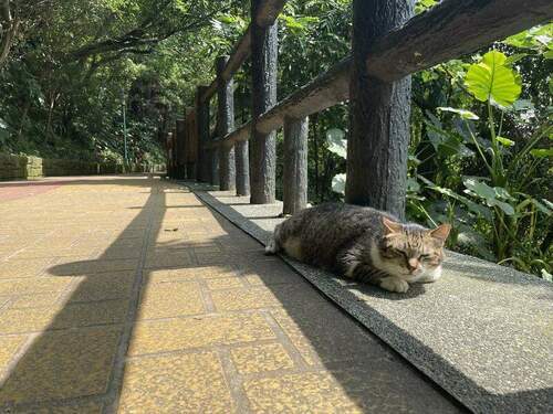 夏日城市中的涼爽覓徑「中和嘉穗公園」 - 台北郵報 | The Taipei Post 夏日城市中的涼爽覓徑「中和嘉穗公園」 - 台北郵報 | The Taipei Post