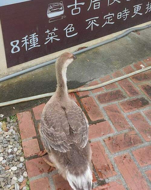 後山小調∕疫情中寵物的慰藉 - 台北郵報 | The Taipei Post