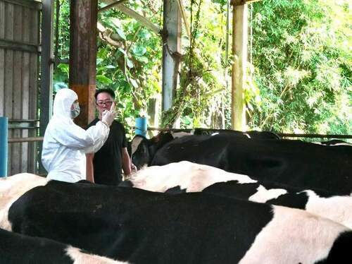 牛牛打疫苗 動保處守護新北牛健康與您的食安 - 台北郵報 | The Taipei Post