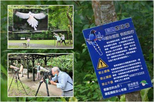 用鏡頭看鳥事∕聚焦頭城農場白變藍鵲育雛　攝影行家長期追蹤樂此不疲 - 台北郵報 | The Taipei Post