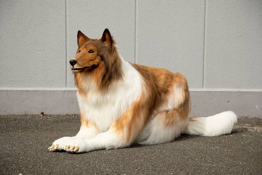 從小就想當狗狗！日男夢想成真花46萬「變成牧羊犬」