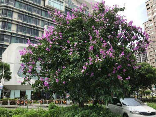 大花紫薇現蹤，浪漫紫色花朵宣告夏季的到來 - 台北郵報 | The Taipei Post