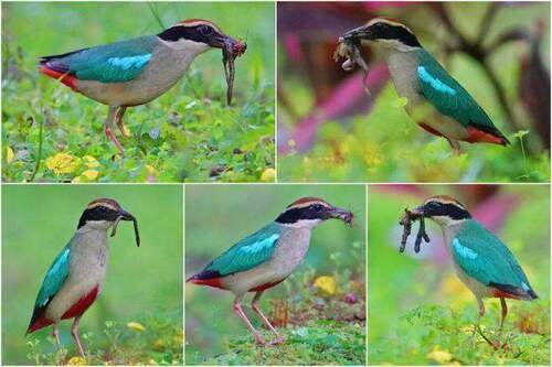 用鏡頭看鳥事∕夢幻夏候鳥現蹤　八色鳥重回三星育雛更顯珍貴 - 台北郵報 | The Taipei Post