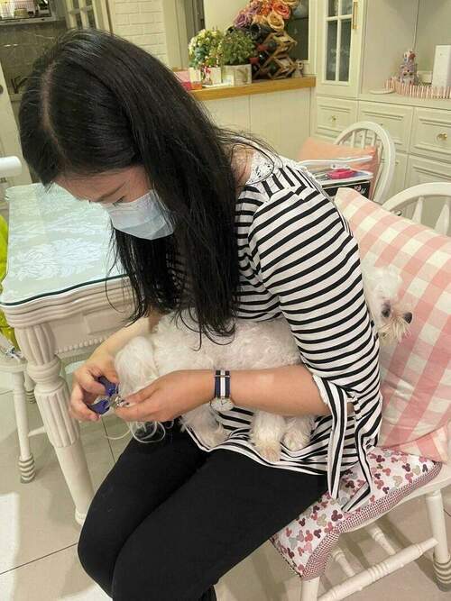 防疫也要美美的 居家也能寵物美容 - 台北郵報 | The Taipei Post