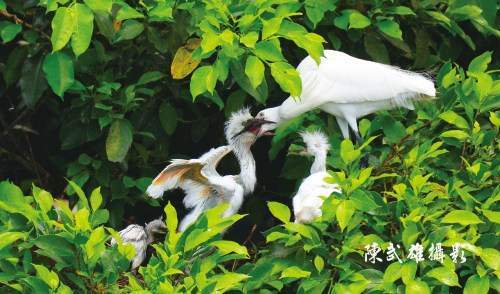 陳武雄弄影記15－鷺鷥鳥繁殖季 - 台北郵報 | The Taipei Post