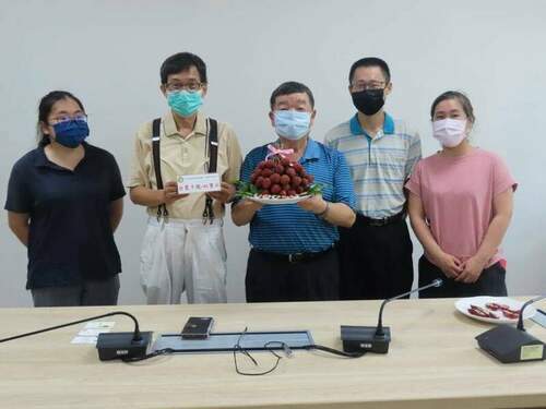 荔枝新品種台農5號紅寶石-高豐產、種子小吸引消費者的目光