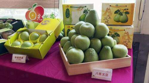 影音/心型幸福柚　八里區農會帶您體驗摘果樂 - 台北郵報 | The Taipei Post