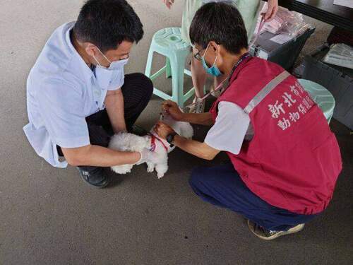 新北動保處將舉辦20場疫苗免費巡迴注射 - 台北郵報 | The Taipei Post