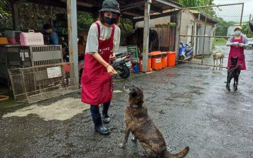 日本「動物看護師」投入淡水動物之家當志工 - 台北郵報 | The Taipei Post