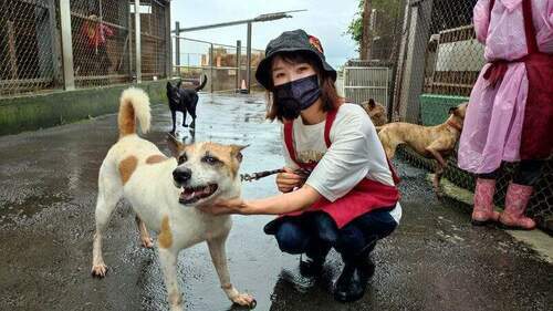 日本「動物看護師」投入淡水動物之家當志工 - 台北郵報 | The Taipei Post