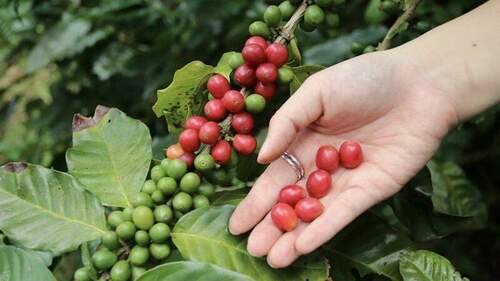 桃園咖啡英雄會   專家認證提升品質精品邁進 - 台北郵報 | The Taipei Post
