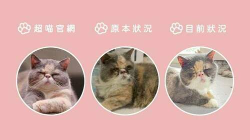 不肖業者虐待囤貓！死貓放冰箱-貓咪已由毛怪樂園安養