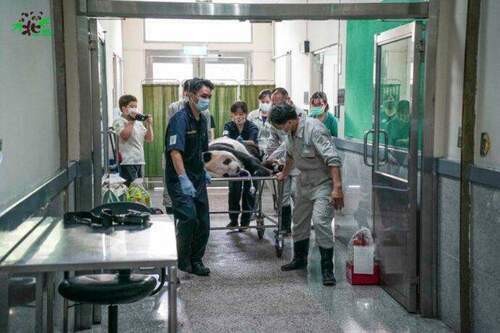 大貓熊「團團」生病了　「口吐白沫、癲癇」接受腦部MRI檢查 - 台北郵報 | The Taipei Post