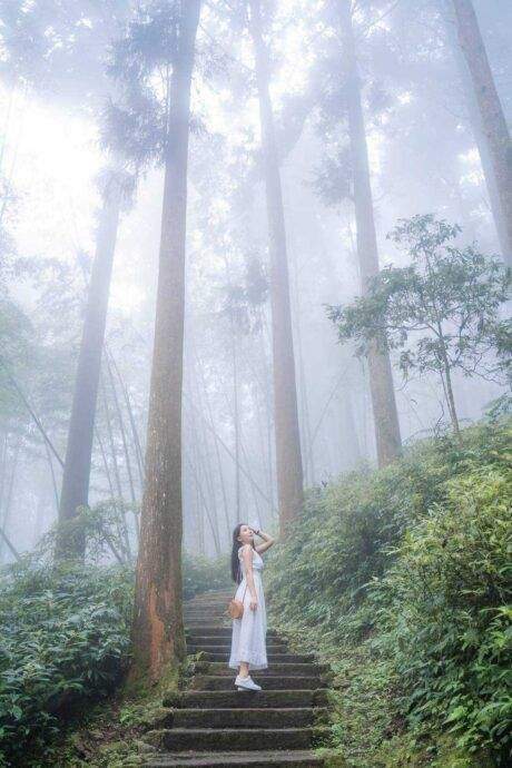 享受嘉義縣山林步道的仙氣美 一起來拍網美照 - 台北郵報 | The Taipei Post