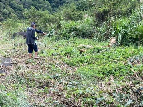 盜取價值20萬國有珍貴林木 山老鼠遭大溪警送辦 - 早安台灣新聞 | Morning Taiwan News