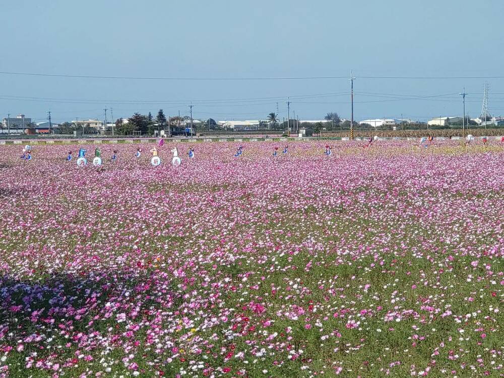 2023春遊彰化賞花海　全縣面積達150公頃打卡拍照新景點 - 早安台灣新聞 | Morning Taiwan News