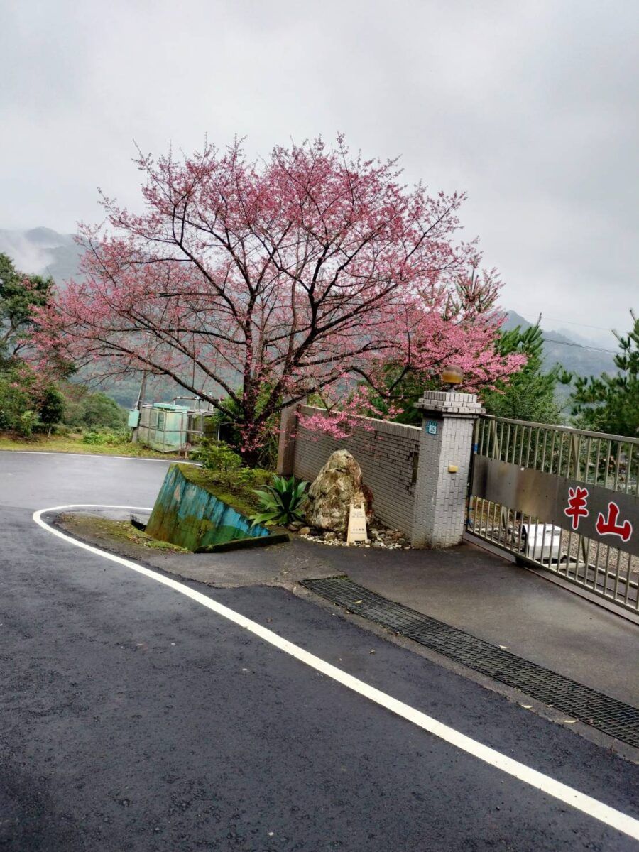 「新北第一櫻」綻放　預告櫻花季到來 - 台北郵報 | The Taipei Post