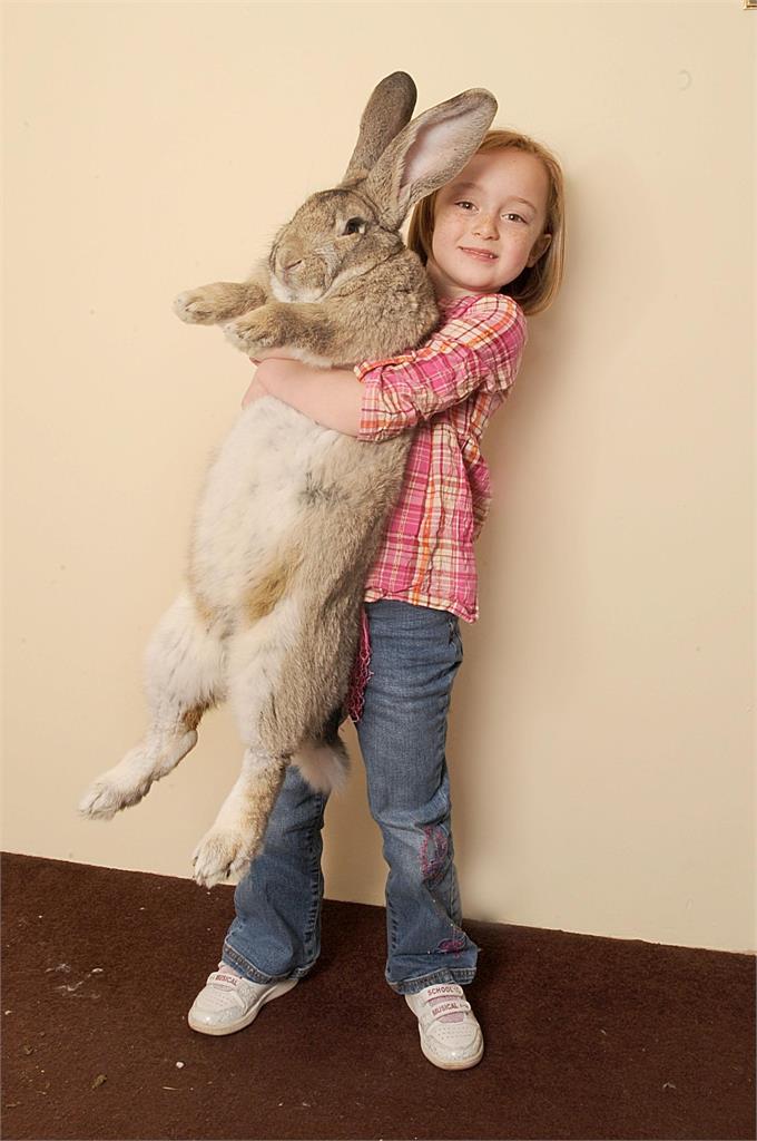 「曾登世界紀錄」132公分巨兔被偷了！前Playboy女郎崩潰2年