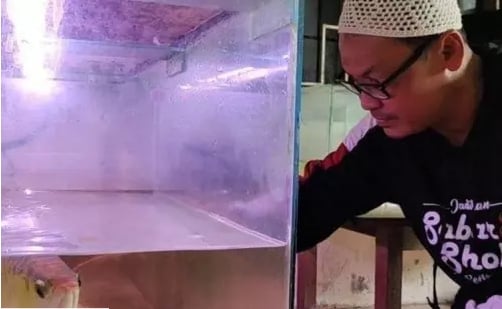 一道3萬元的菜！印尼男返家「超貴金龍魚失蹤」秒見兒子端出一盤煎魚