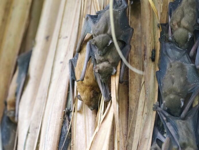 新春報喜「蝠」氣臨門　嘉大森林系研究台灣蝙蝠有成 - 台北郵報 | The Taipei Post