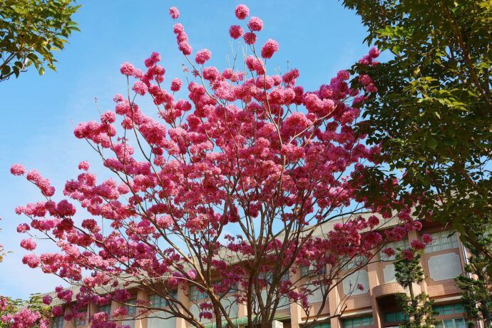 洋紅風鈴木提前盛開 新春遊嘉打卡熱點加一 - 台北郵報 | The Taipei Post