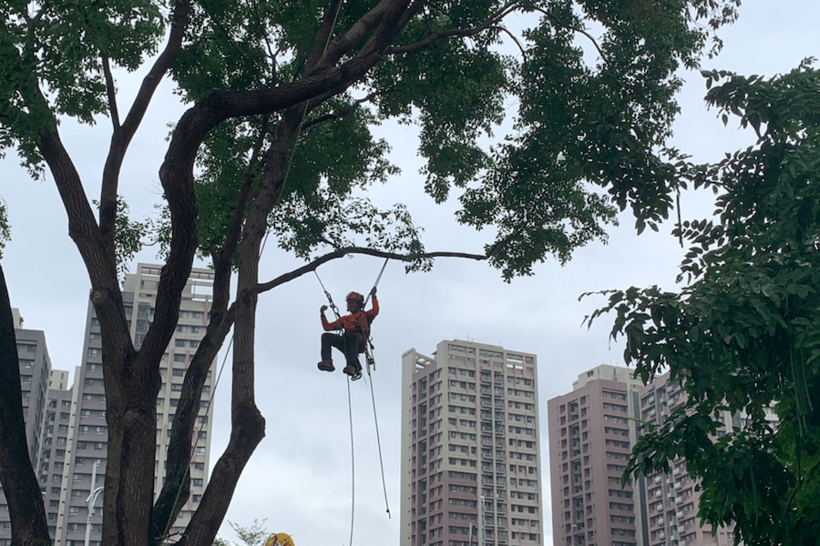 為提供毛小孩安全活動的環境 「攀樹師」不畏高空為新北動物之家義剪 - 台北郵報 | The Taipei Post