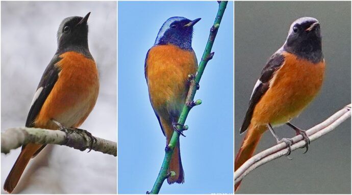 影音∕用鏡頭看鳥事∕黃尾鴝來度冬　名稱有黃有紅其實是橙 - 台北郵報 | The Taipei Post