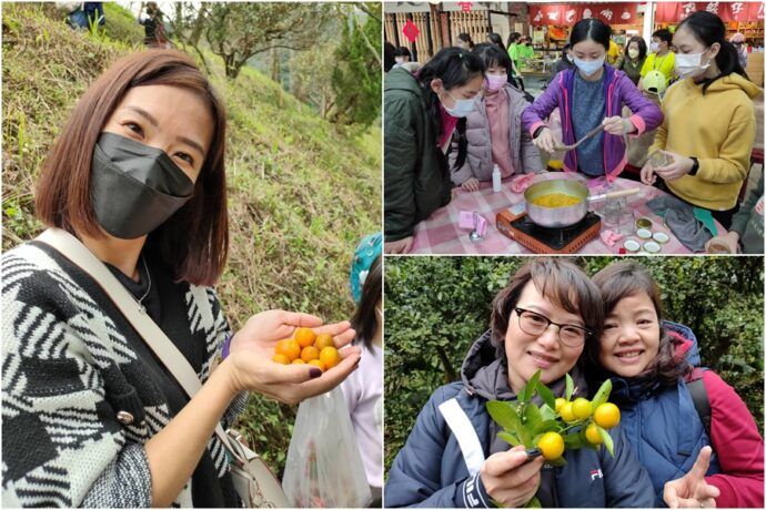 頭城農場金桔盛產　邀請遊客共享採果趣 - 台北郵報 | The Taipei Post