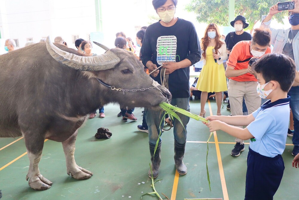 大同國小「對牛彈琴 與牛同樂」 體驗不一樣的兒童節 - 早安台灣新聞 | Morning Taiwan News