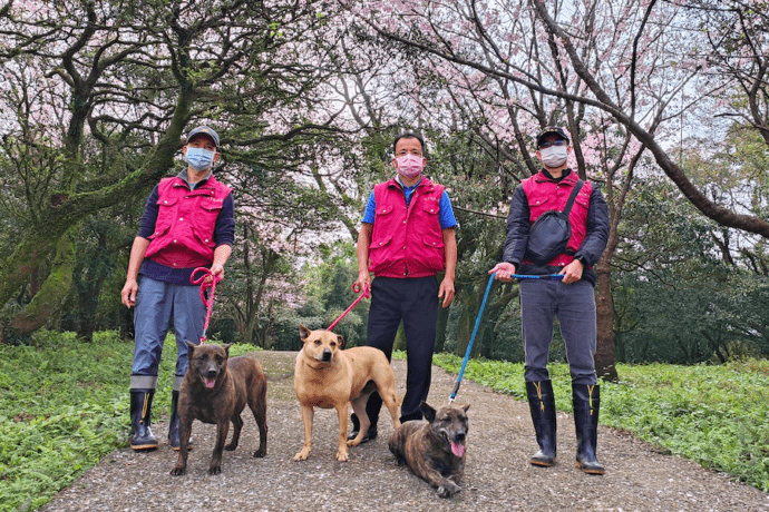 帶毛寶貝一同賞櫻 新北市動物之家免費施打狂犬病預防針 - 早安台灣新聞 | Morning Taiwan News