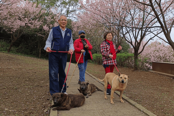 帶毛寶貝一同賞櫻 新北市動物之家免費施打狂犬病預防針 - 早安台灣新聞 | Morning Taiwan News