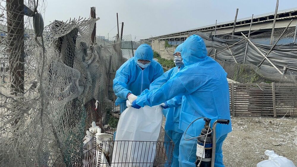 彰縣防堵禽流感　芳苑鄉肉鴨場撲殺清場消毒 - 台北郵報 | The Taipei Post