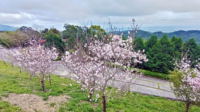 影音/櫻花、李花都盛開　佛光大學美景讓人驚豔 - 早安台灣新聞 | Morning Taiwan News